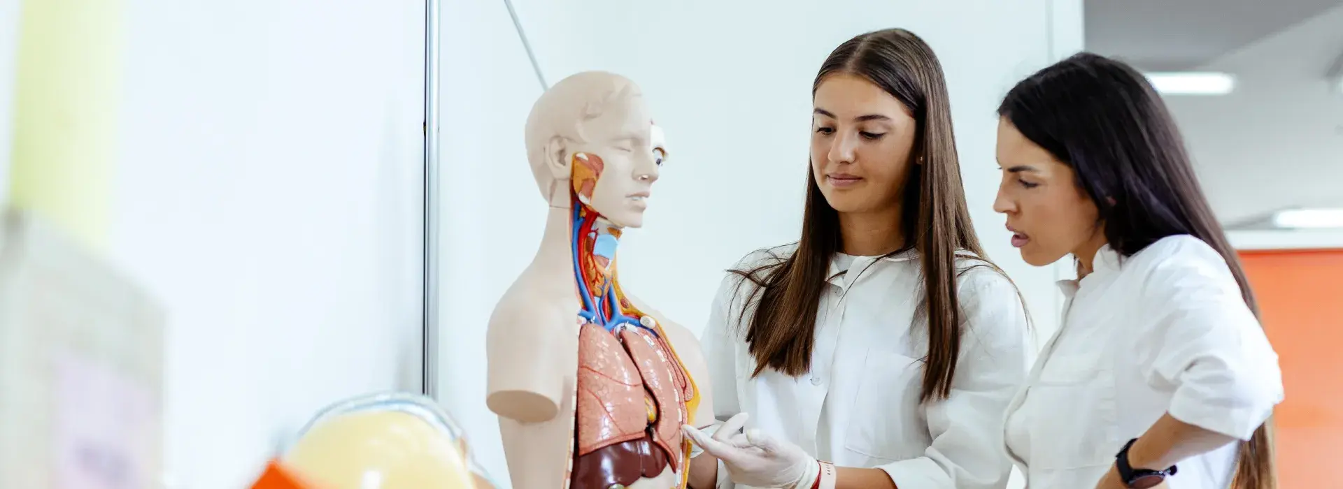 Diplomado en Anatomía Descriptiva, Funcional y Clínica