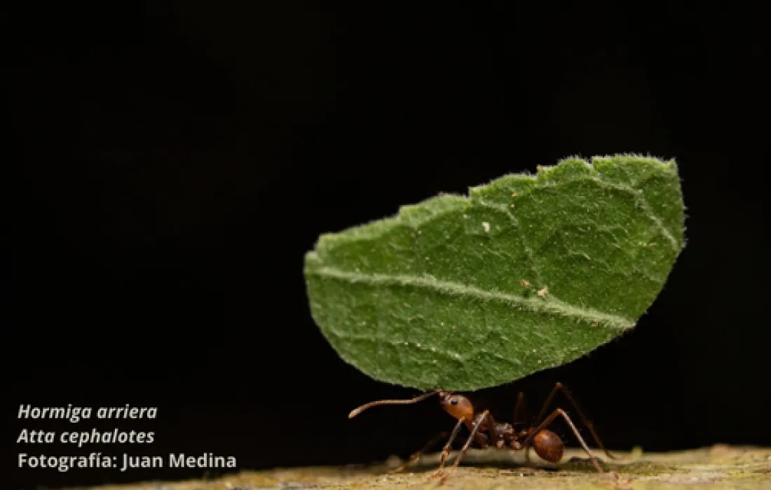 Manejo de hormigas arrieras